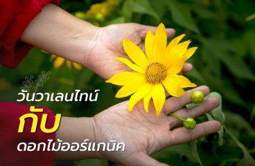 วันวาเลนไทน์ กับ ดอกไม้ออร์แกนิค เมื่อกระแสรักษ์โลกบุกมาถึงธุรกิจดอกไม้