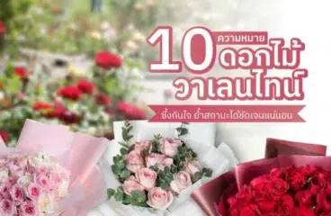 10 ความหมายดอกไม้วาเลนไทน์ ซึ้งกินใจ ย้ำสถานะได้ชัดเจนแน่นอน